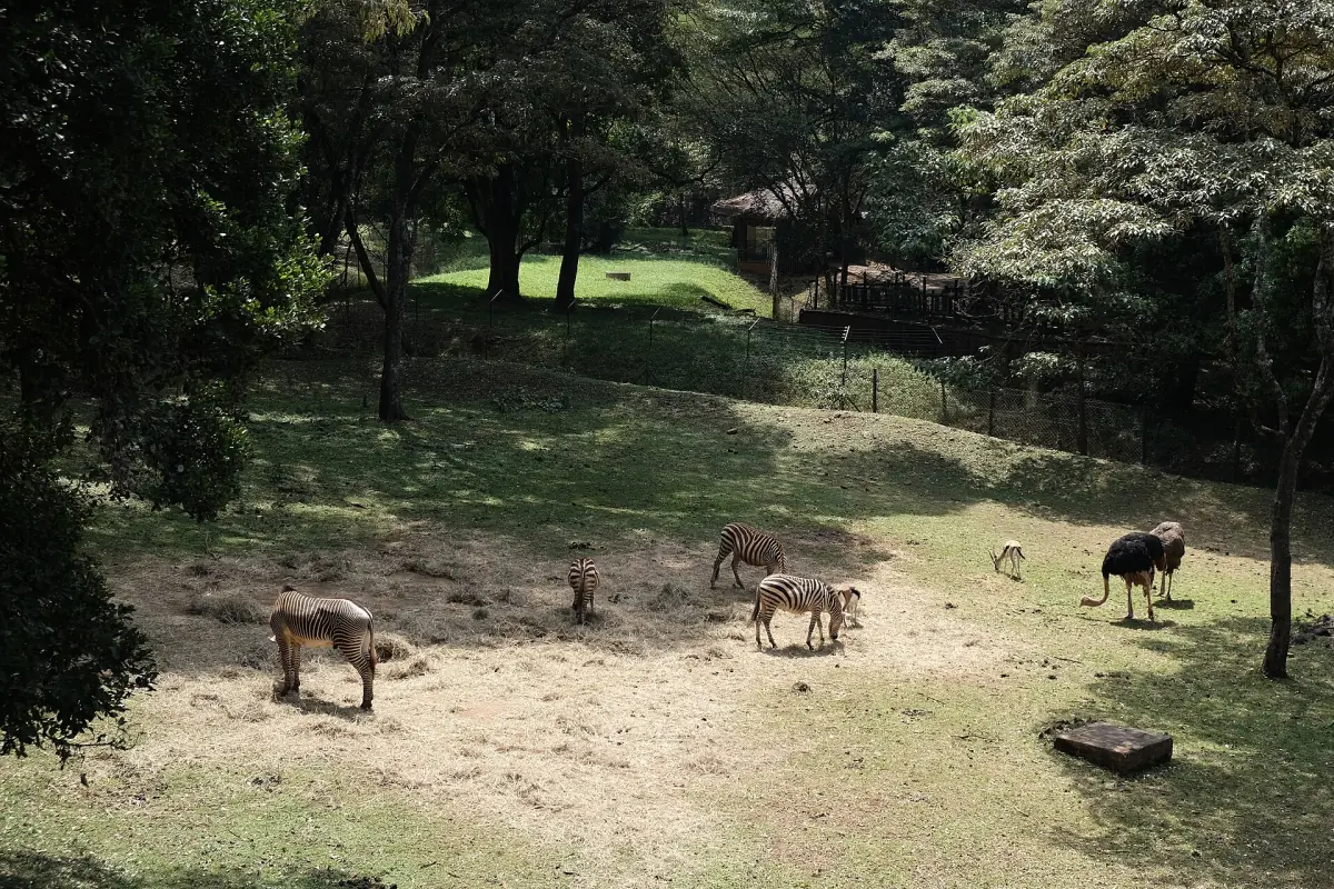 Animals grazing in a shaded enclosure under trees on the Safari Walk