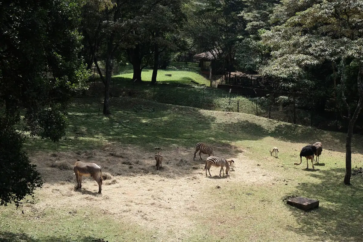 Dieren grazen in een schaduwrijk verblijf onder bomen bij de Safari Walk