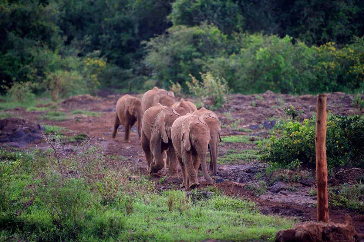 Group of baby elephants crossing a muddy red clearing near green forest