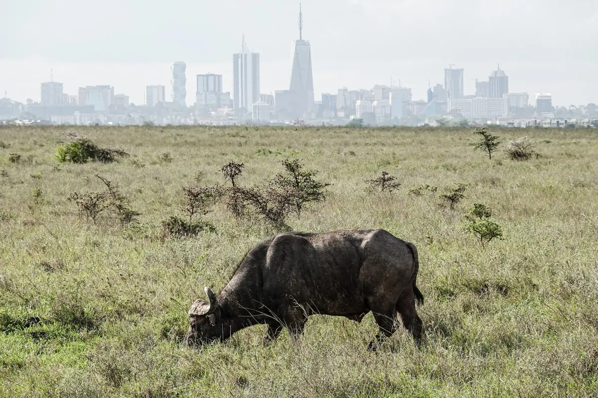 Cape buffalo grazing on green grass with Nairobi high-rises behind it