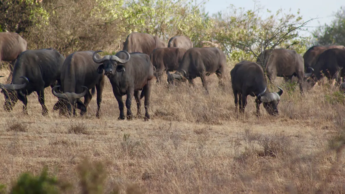 Herd of Cape buffalo grazing near bushes on dry savanna