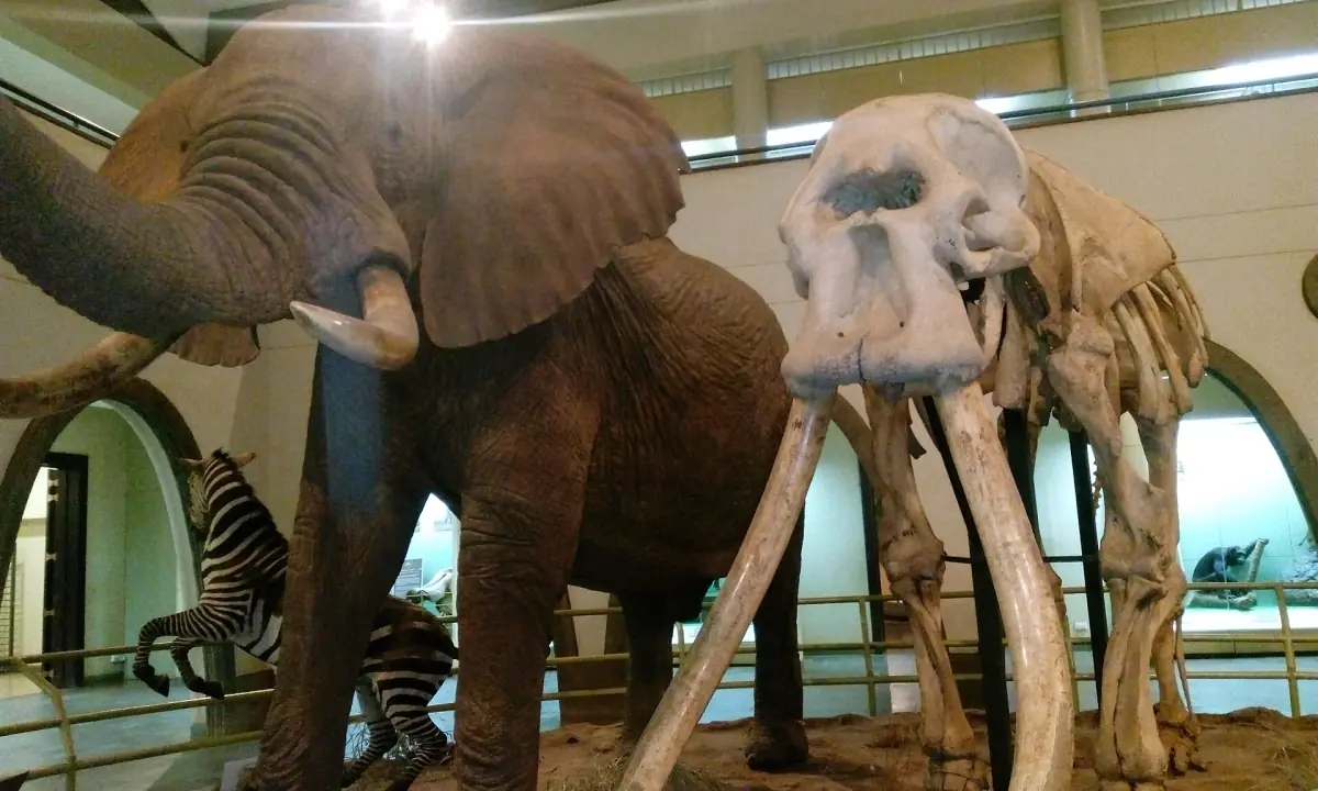 Olifantenskelet en opgezette olifant in de museumhal