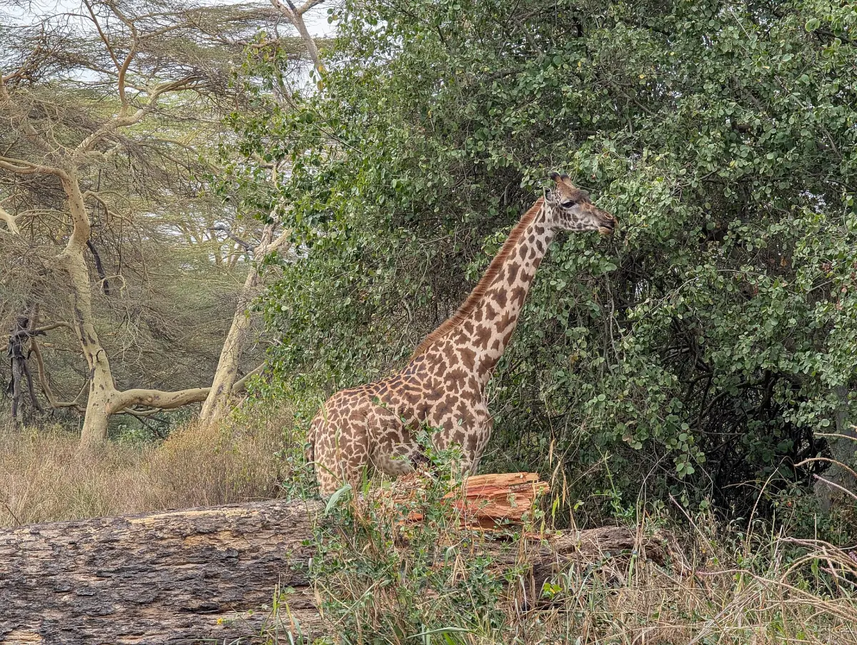 Giraffe standing between acacia trees and green bushes on the savanna