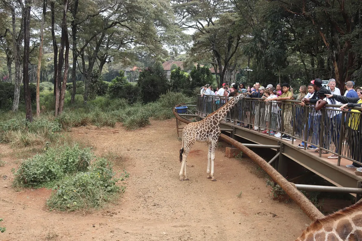 Giraffe beside the raised feeding platform with visitors under acacia trees