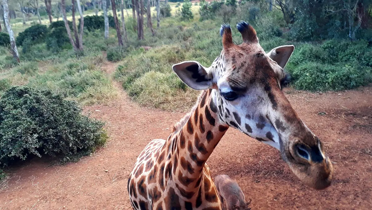 Rothschild giraffe leaning its head toward the visitor path at Giraffe Centre