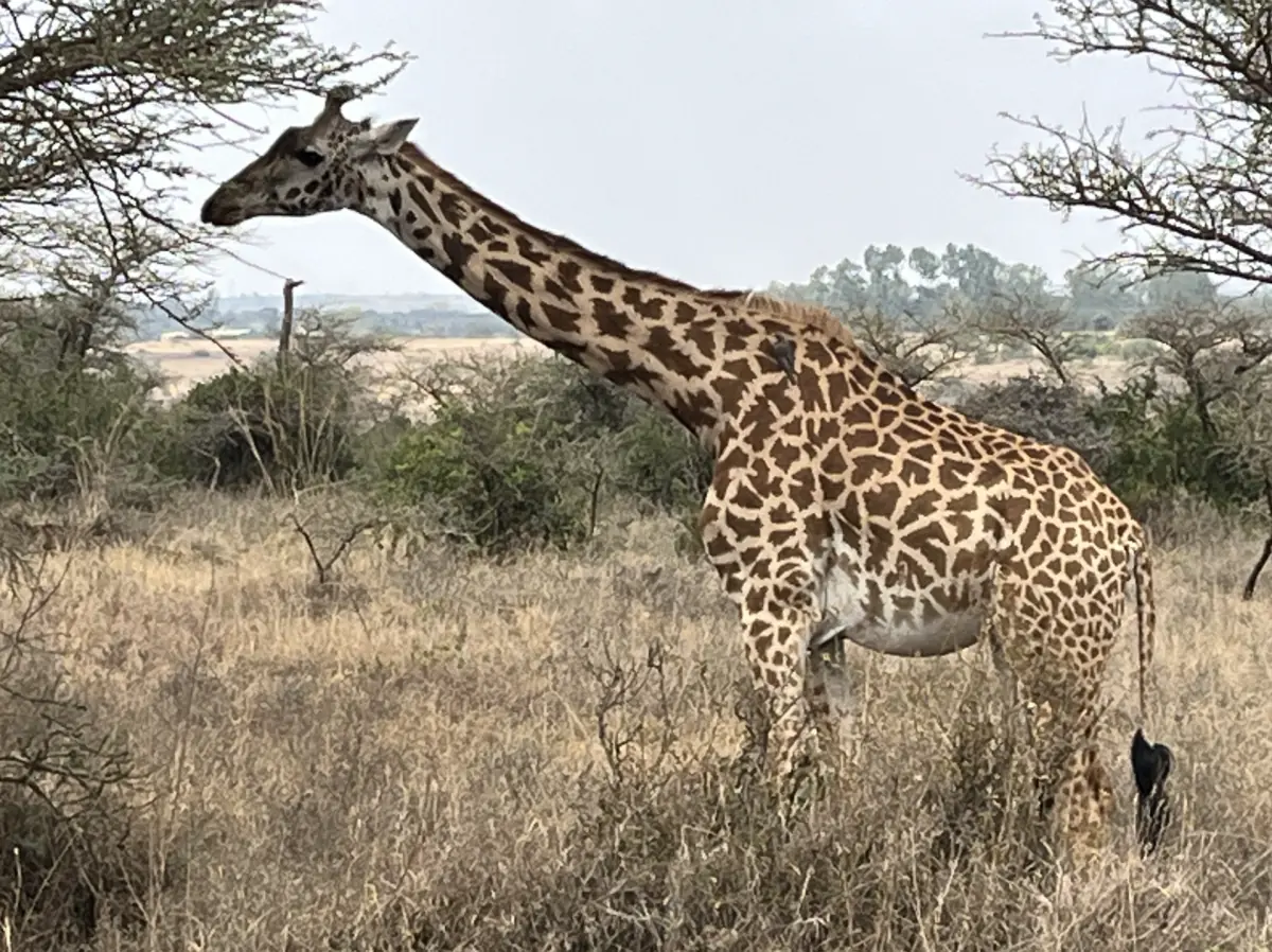 Masai giraffe standing in dry grass with acacia branches behind it