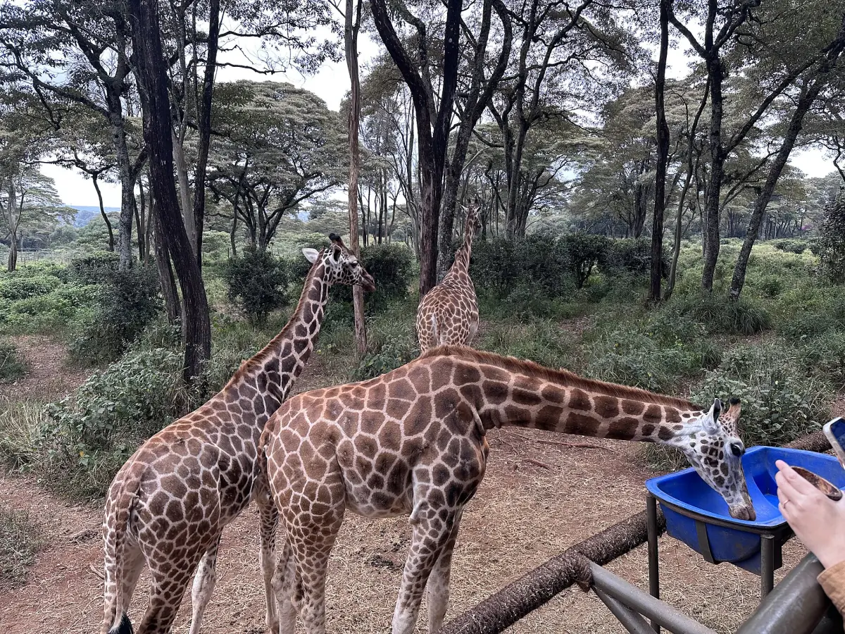 Twee giraffen reiken naar blauwe voerbakken bij het Giraffe Centre