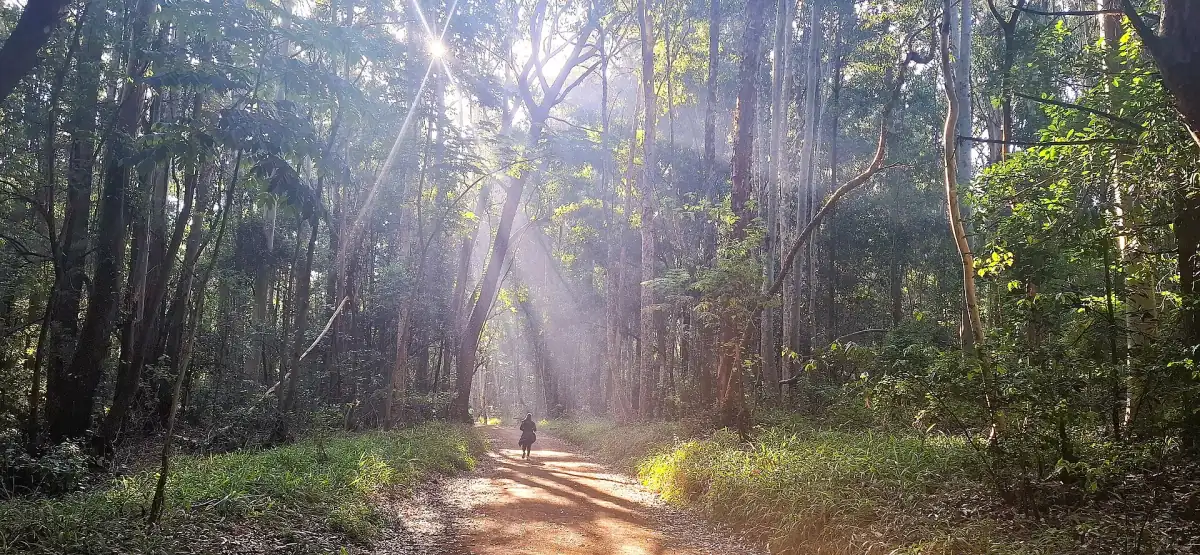 Zonnestralen vallen op een bospad tussen hoge bomen in Karura Forest