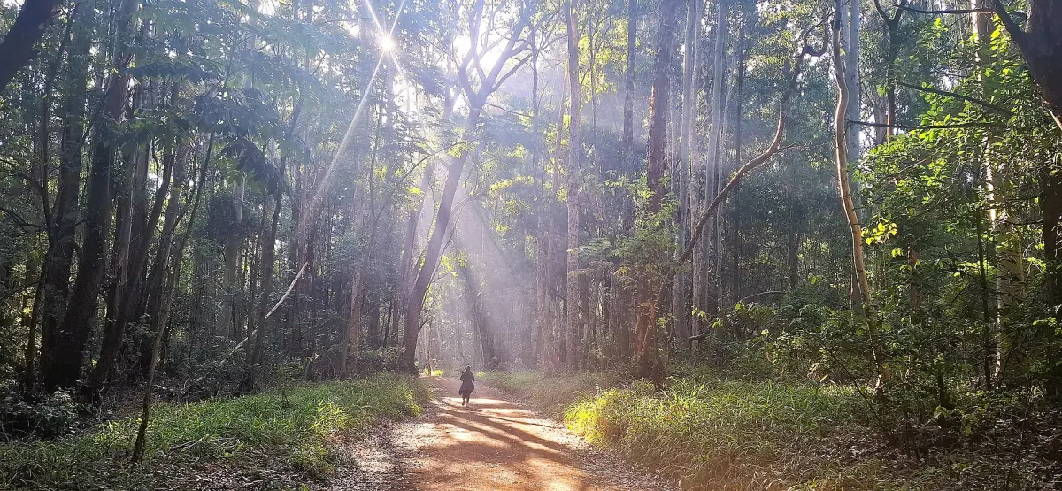 Sunbeams falling across a forest path between tall trees in Karura Forest