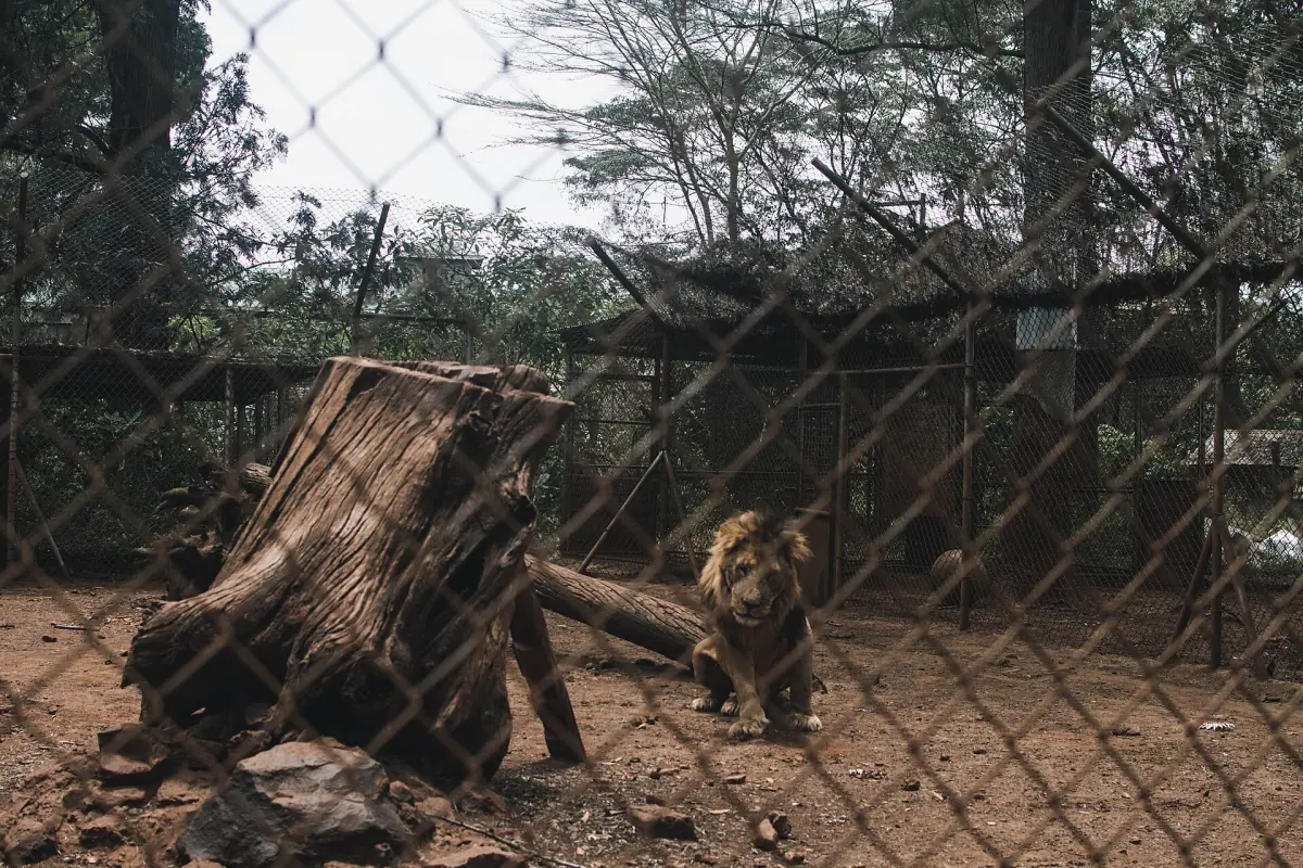 Lion resting behind wire fencing next to a tree trunk in an enclosure