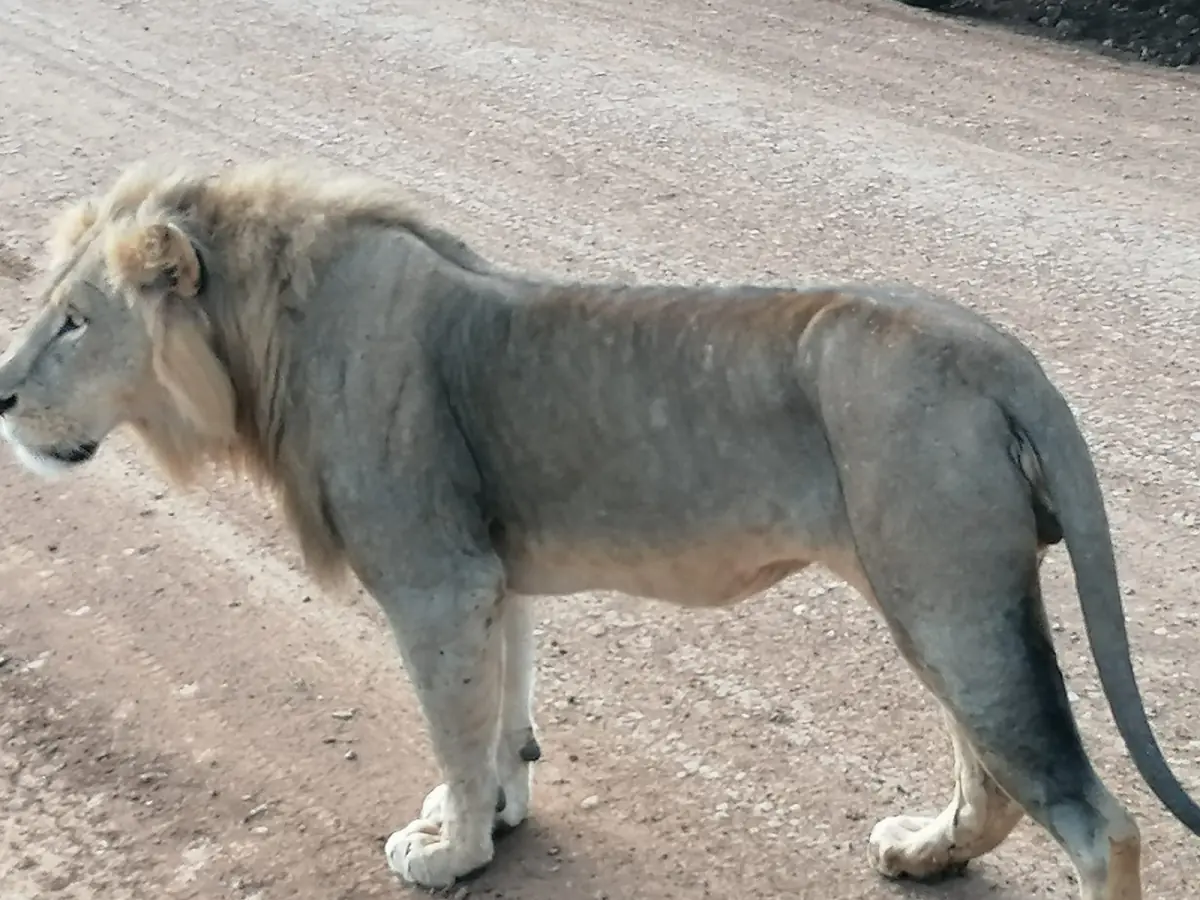 Leeuw steekt een grindweg over in Nairobi National Park
