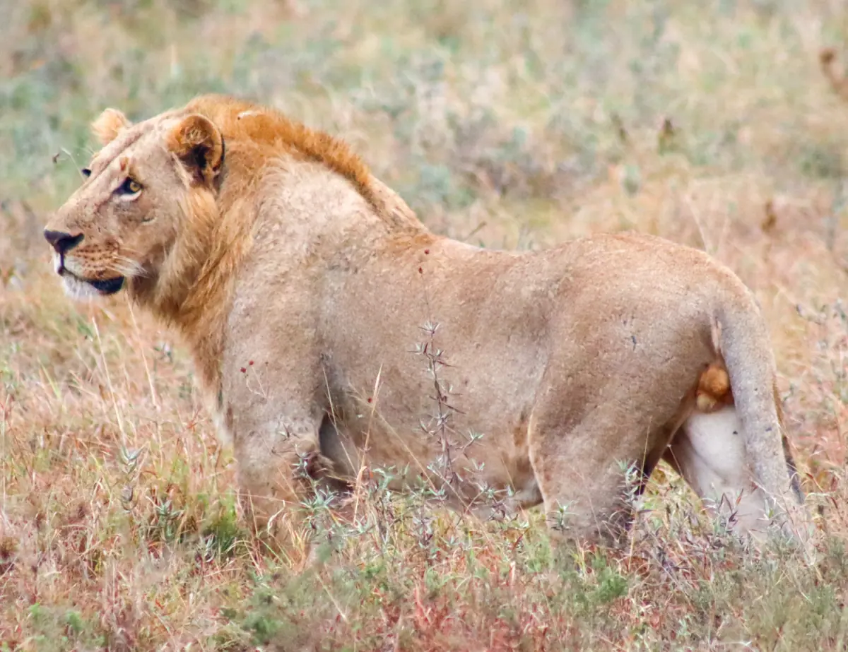 Male lion with a full mane looking to the side in golden grass
