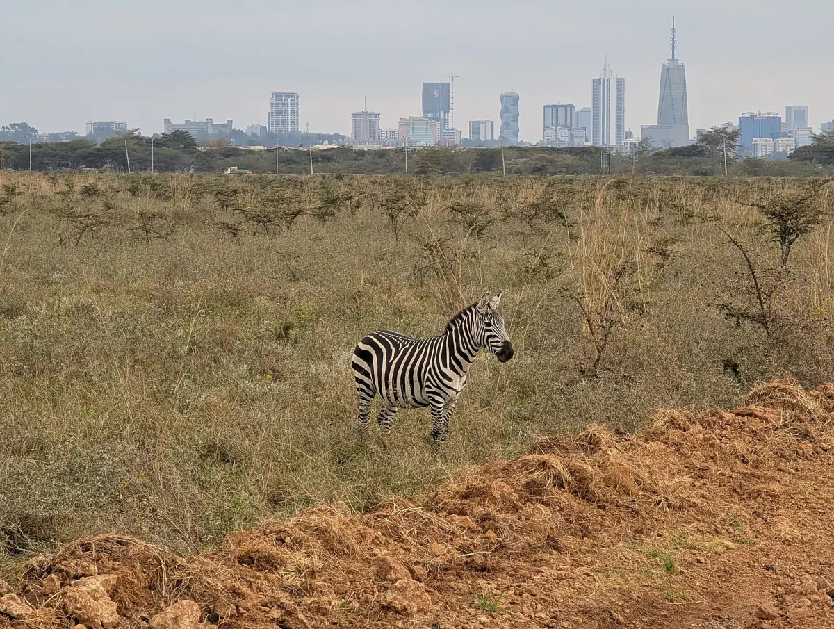 Zebra standing on dry savanna with the Nairobi skyline in the distance