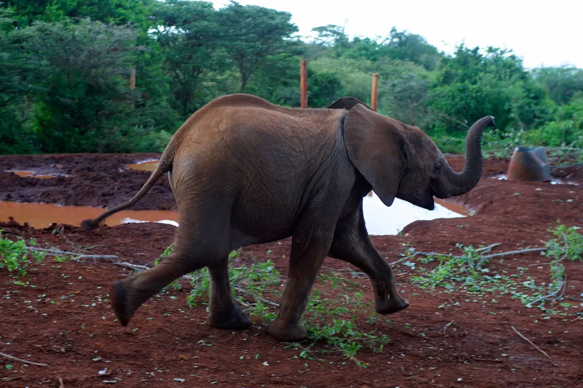 Young elephant walking across red soil with trees behind at the orphanage