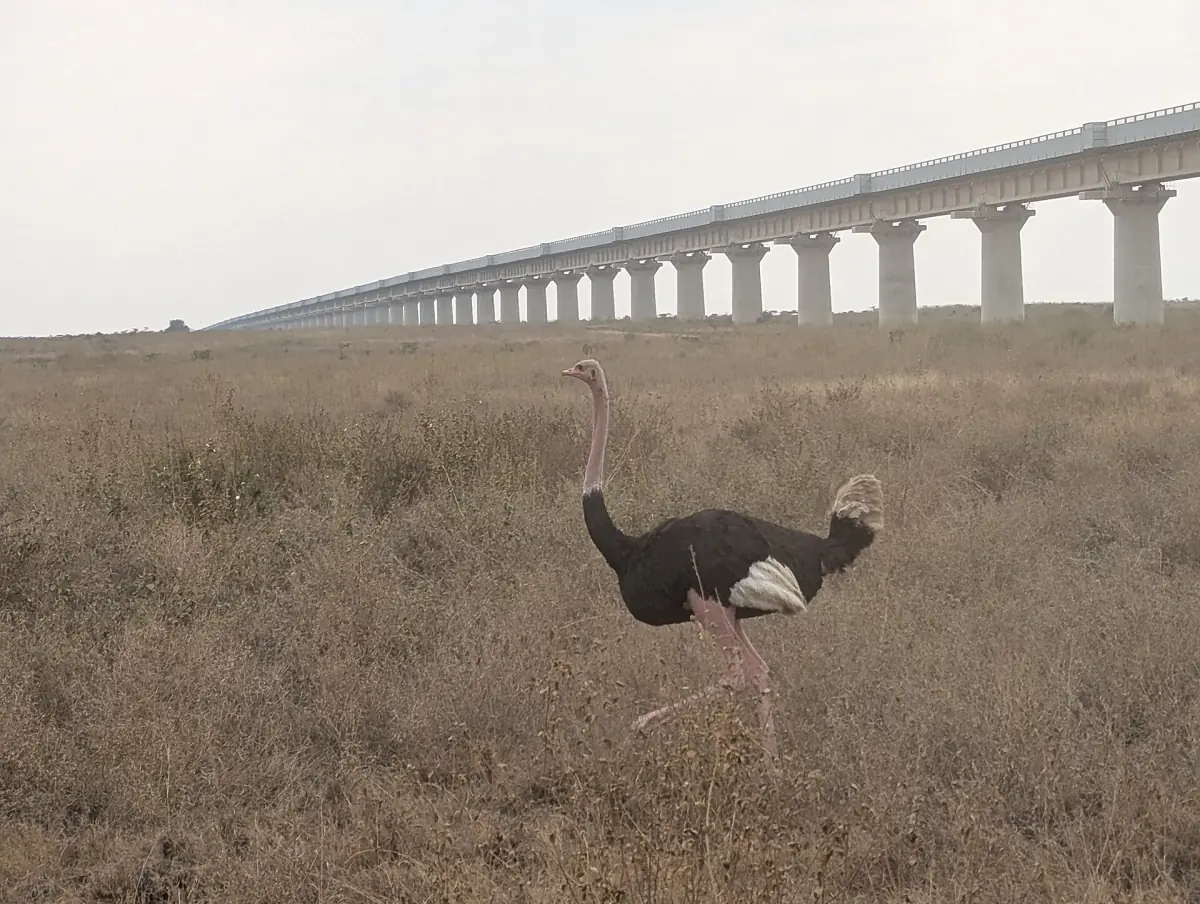 Struisvogel loopt over de savanne voor een verhoogde spoorbrug