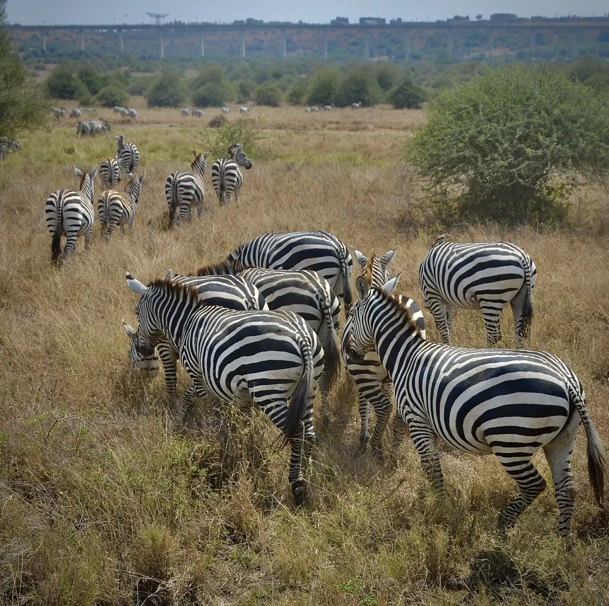 Herd of plains zebras walking together through grass and low bushes