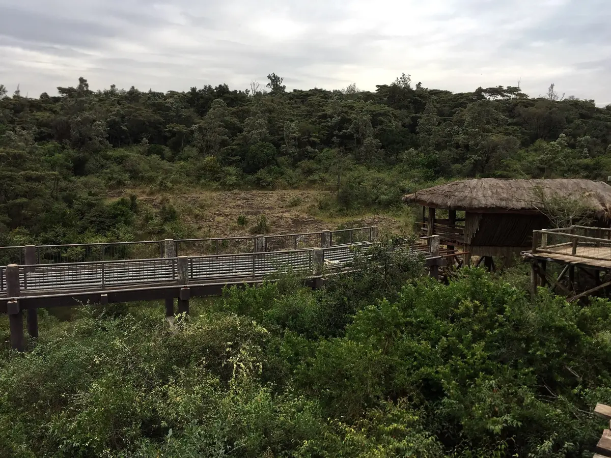 Wooden boardwalk leading to a thatched viewing hut above green bush