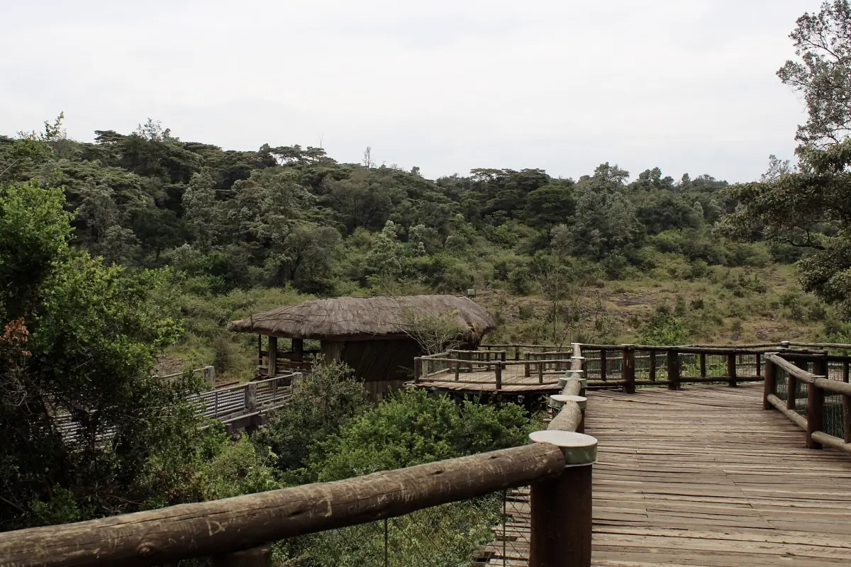 Viewing platform and walkway overlooking forested valley on the Nairobi Safari Walk