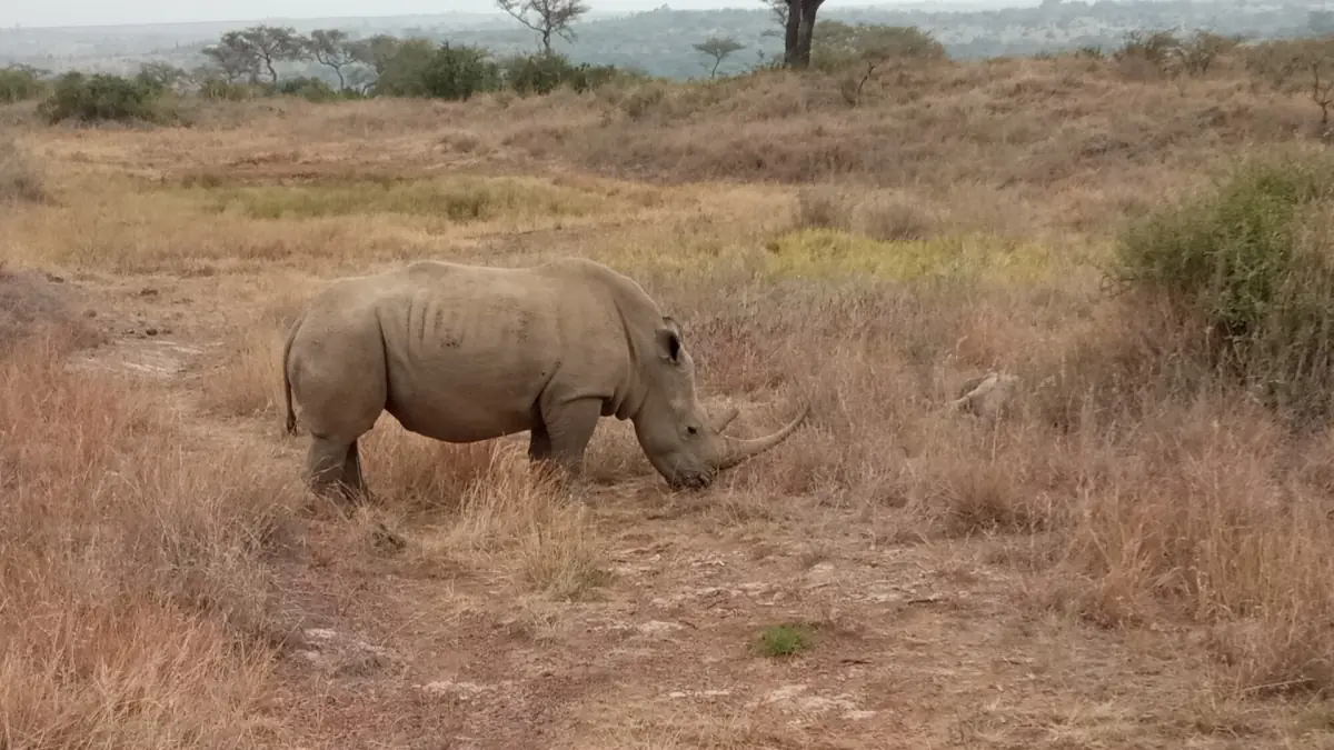 Rhinoceros grazing in dry golden grass inside Nairobi National Park