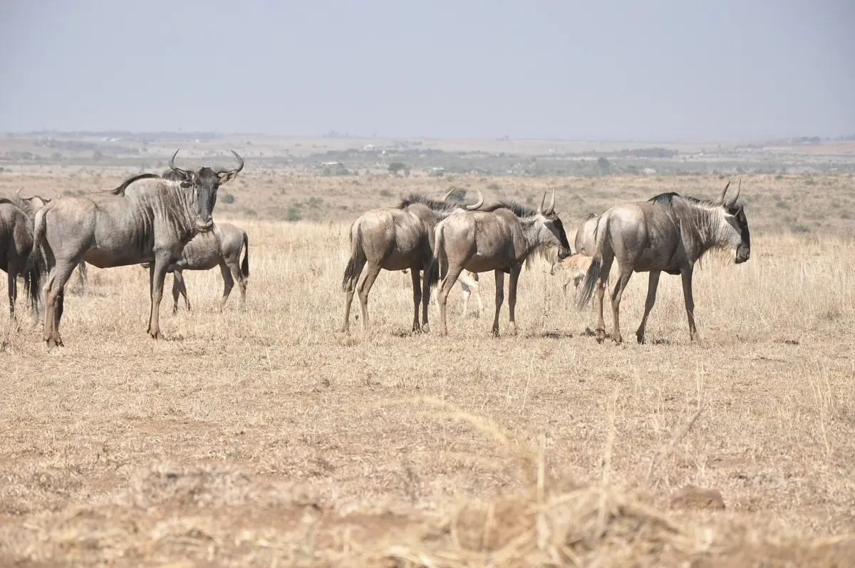Group of blue wildebeest standing together on dry open plains