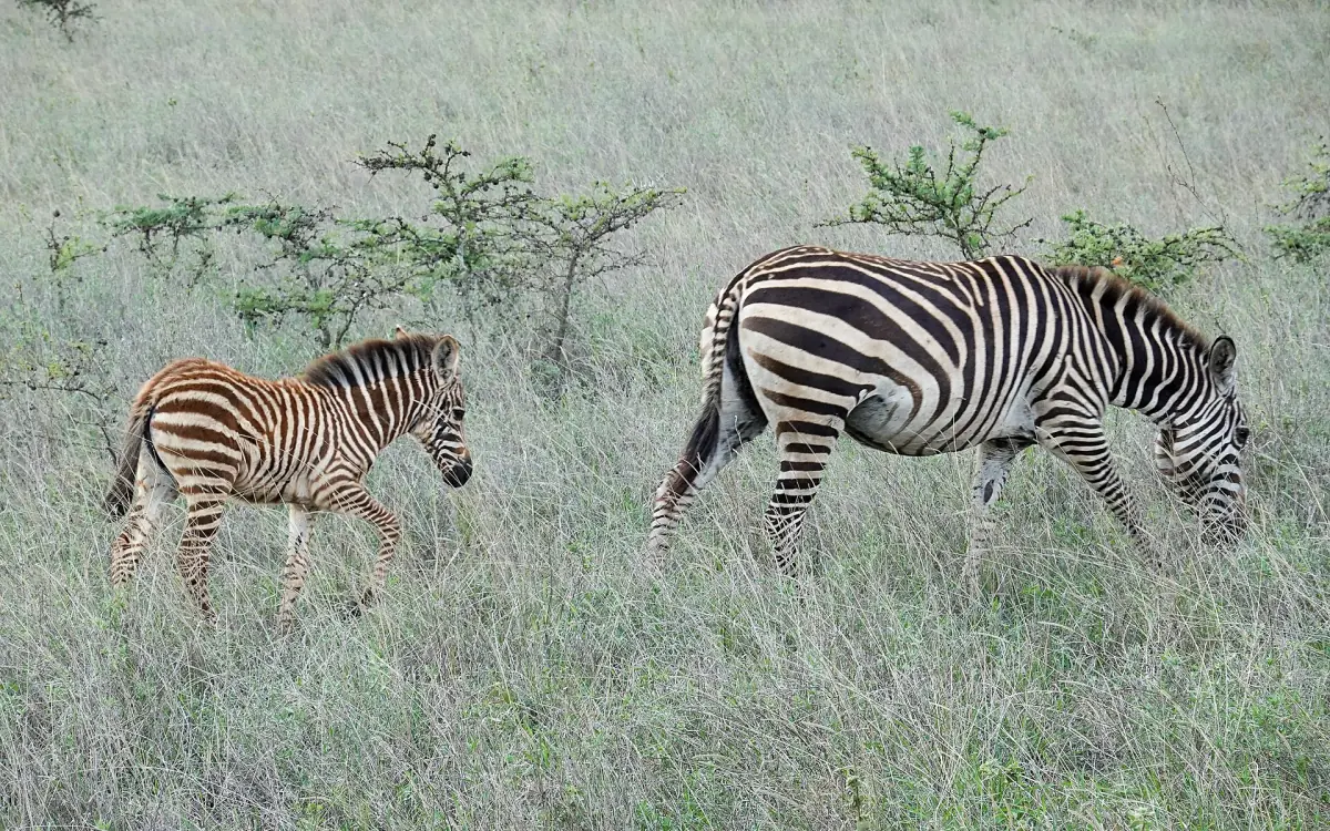 Zebra grazing next to a young foal on green grassland